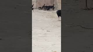 Black Chicks With Oneclick