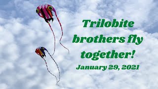 Flying soft kites on an afternoon of gusty winds screenshot 5