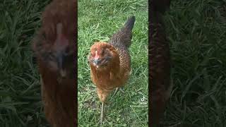 Famous Easter Eggers Lola and Betty /Easter Egger Chickens Profile