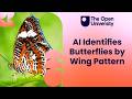 Using AI to Identify Butterflies From Their Wing Patterns