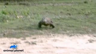 Station Id Animal Planet