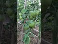Стоит ли обрезать нижние листья у томатов. Делаю так уже 25 лет и вот почему