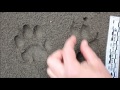 Mountain Lion Tracks In Snow Running