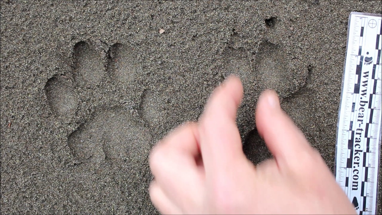 mountain-lion-puma-vs-dog-tracks-how-to-tell-them-apart-youtube