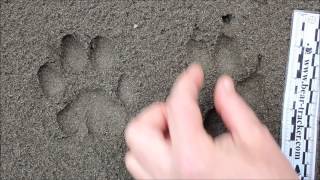 Mountain Lion (Puma) vs. Dog Tracks - How to Tell Them Apart