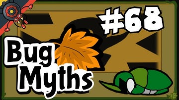 Bug Fables Myth #68: Battered Beetle Syndrome