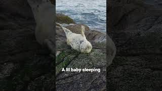 Such a scenic sleep spot! #babyseal #wildlife #novascotia #seal #marinelife #marinemammals