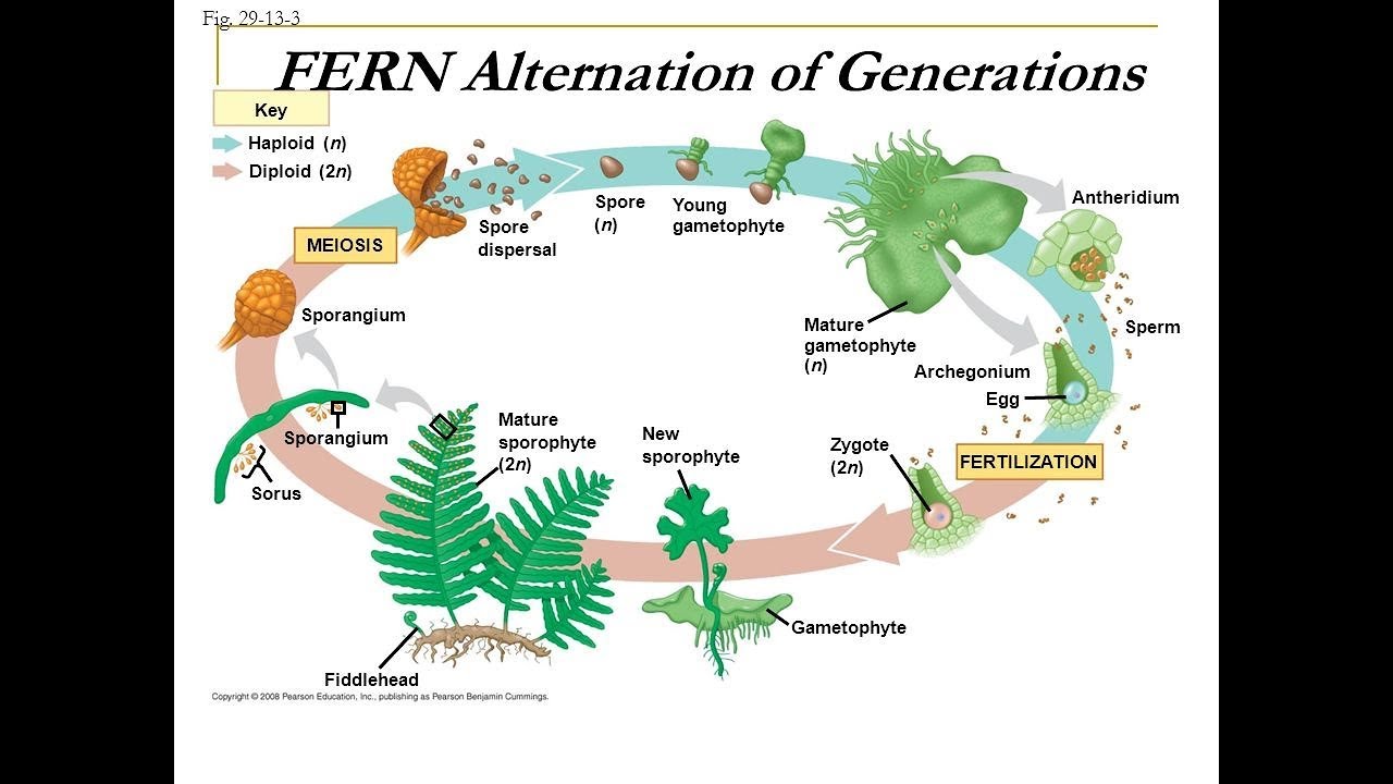 Drag The Labels Onto This Diagram Of The Alternation Of Generations ...