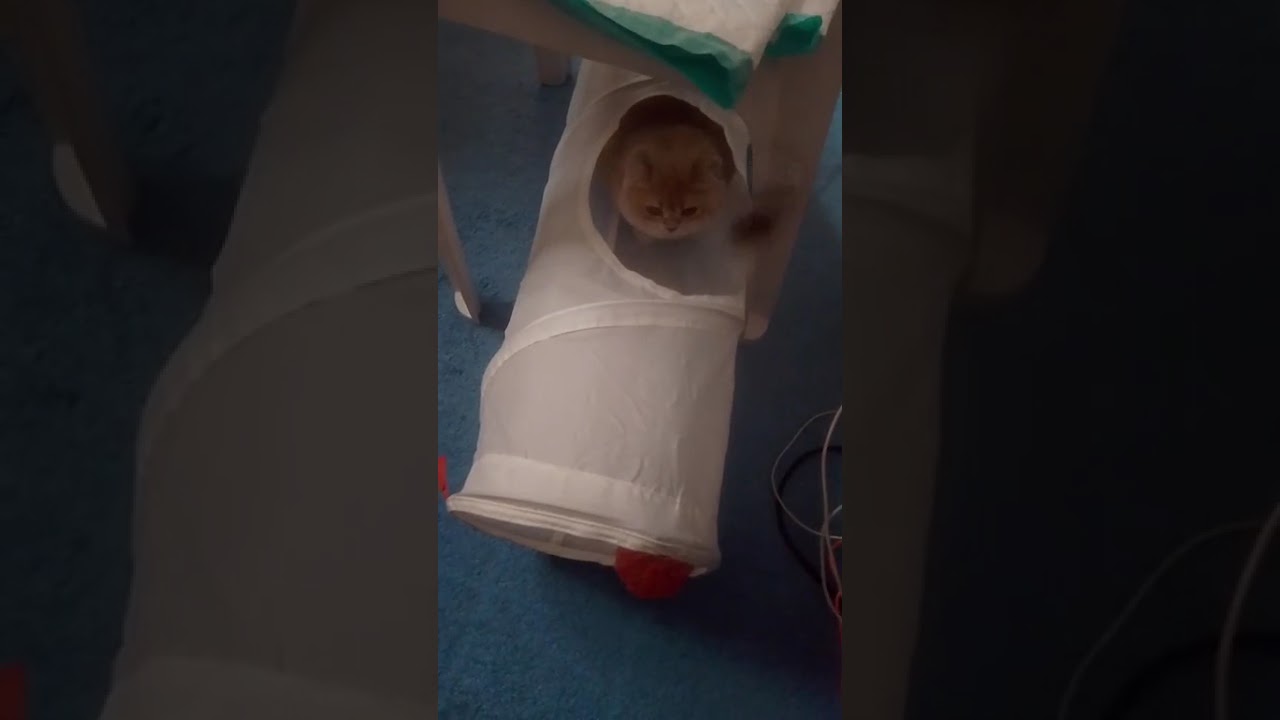 Диана играет утром, моя милая кошечка♥️ 