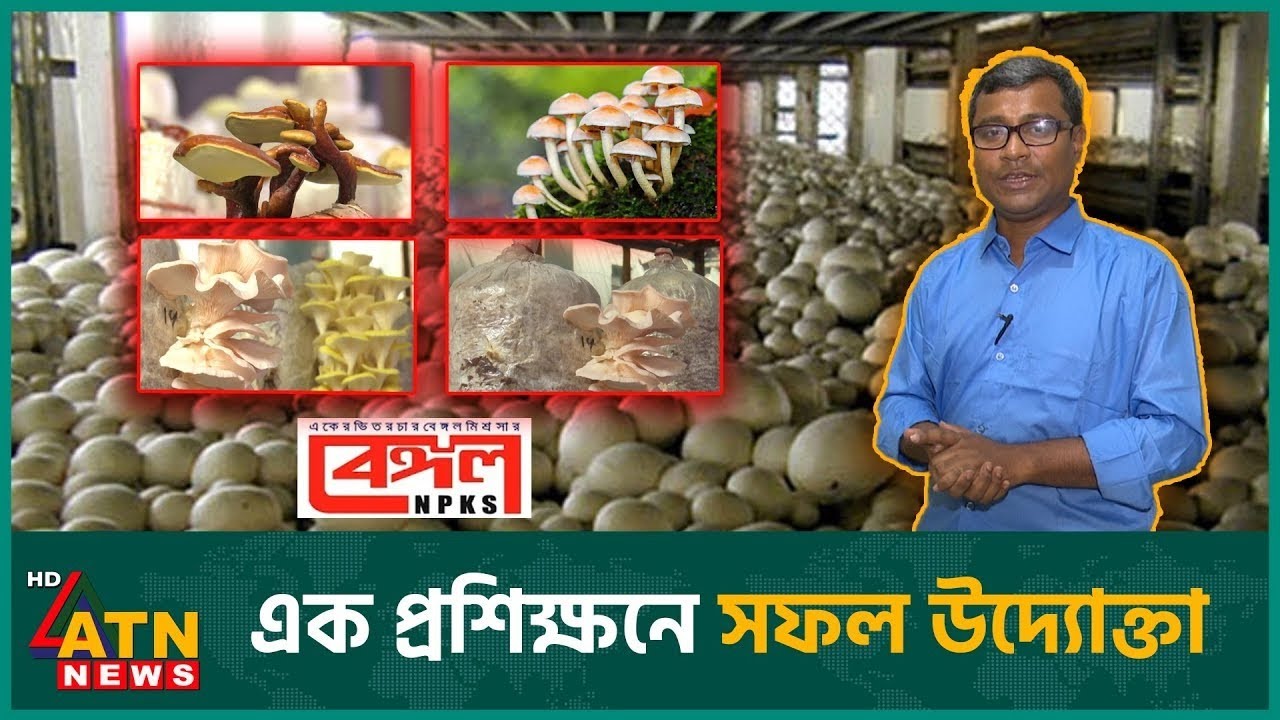 মাশরুম চাষে কোথায় পাবেন সরকারি সহায়তা | Krishi O Projukti | Mushroom | ATN News