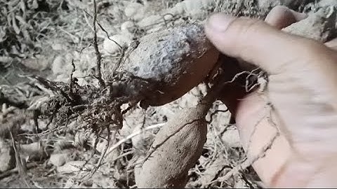 Cách Đảo Củ Giống Hoa Thược Dược Khi Bảo Quản Khô