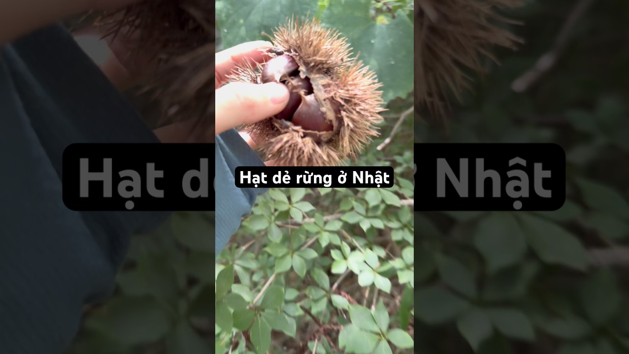 Hết mùa hạt dẻ rồi mn ơi