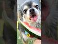 スイカのおいしい季節🍉 #犬のいる生活 #shorts