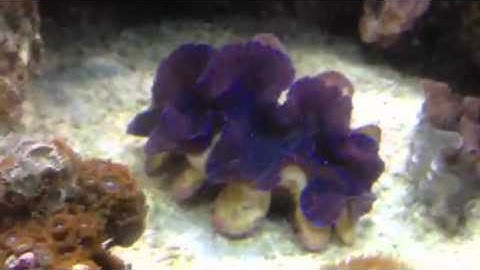 Paul talbot talking about the importance of having a clam in