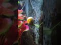 snail riding a leaf