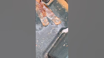 How to Clean Out Maggots from Trash Cans🤢