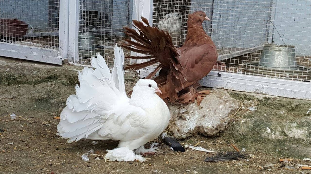 Indian Fantail Pigeons YouTube