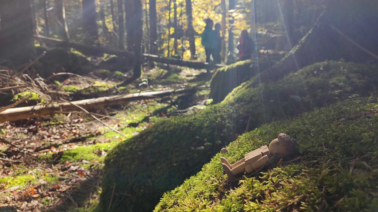 Nature immersion in Bucegi Mountains