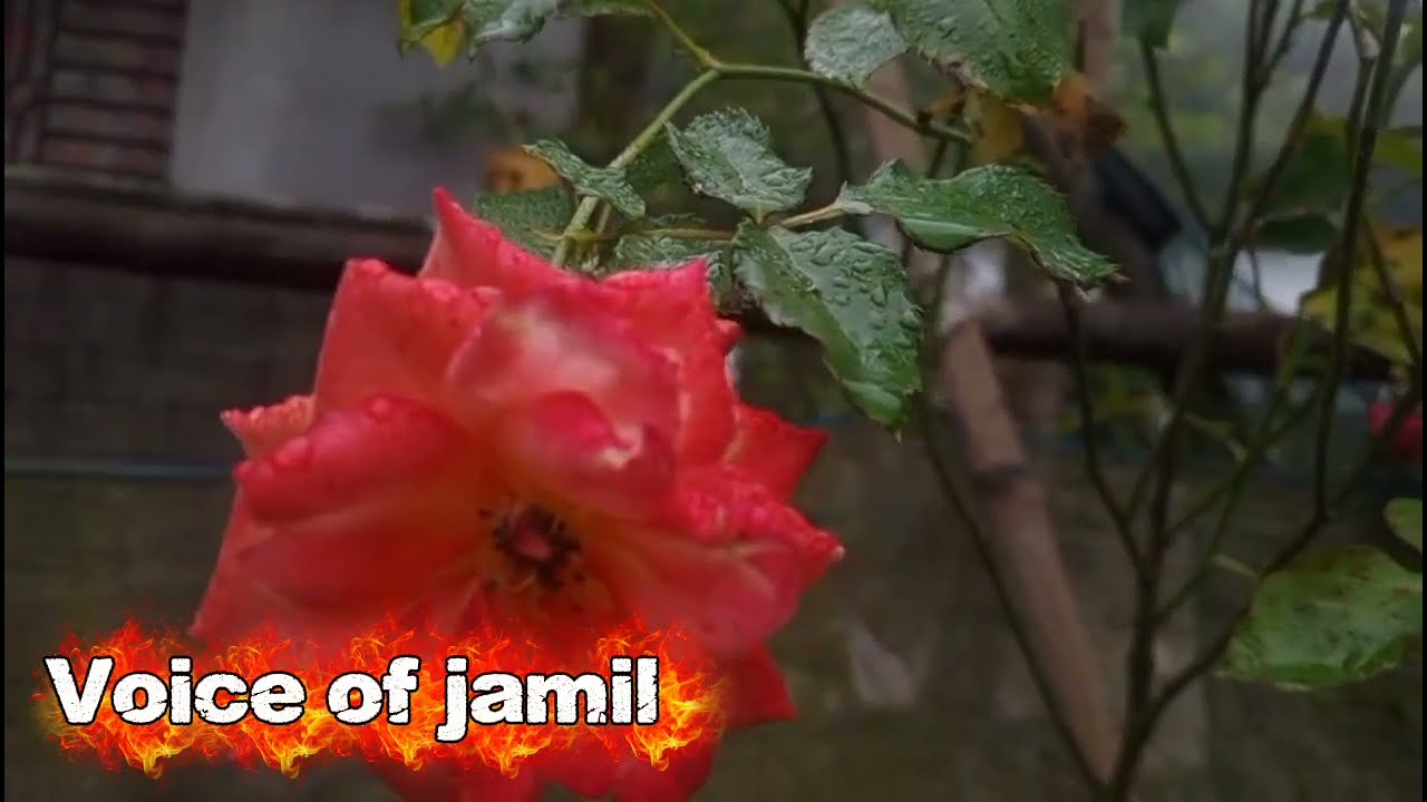 New Golpo -/ Part 34 / Ojana Tomar valobasba Teling story motivation  Voice jamil  