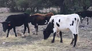 Fresh Corriente Roping Cattle
