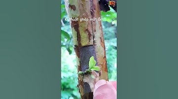 Kĩ thuật ghép mắt ổi đơn giản mà hiệu quả#machine  #shorts #shortvideo #farming #farmer