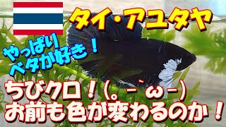 【ベタ飼育 #46】おっ、お前もか！！ プラカットダンボ、ちびクロ君も絶賛、色変わり中！　なぜか赤が出始めました。(。-`ω-)