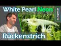 Kommen wir der White Pearl Neon Garnele näher? - Update Kreuzung Yellow Neon x White Pearl