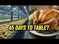 Mass Production Marvels: The 45-Day Industrial Chicken Journey