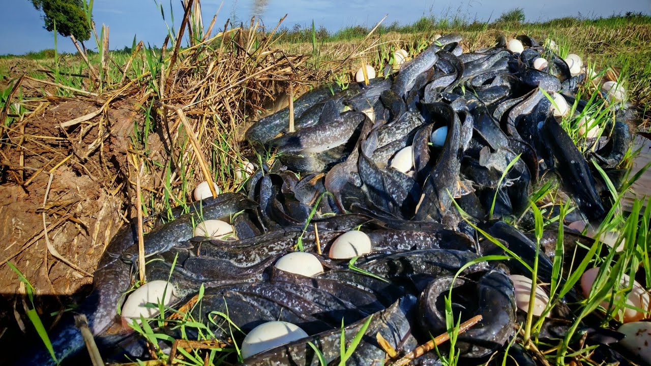 Top video fishing! A fisherwoman catch a lot of catfish and pick duck eggs in the rice field 
