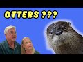 We Found a Wild Otter in The Villages Florida!