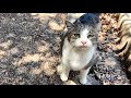 茂みから出て来て全身で喜んでくれる人懐っこくて可愛い猫ちゃん