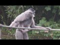 Silver Gibbon Baby at Munich Zoo - Silber Gibbon Baby im Tierpark Hellabrunn