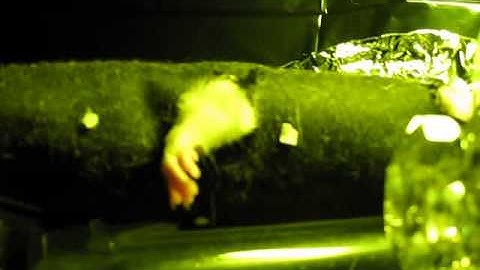 Light-evoked Somatosensory Perception of Transgenic Rats That Express ChR2 in DRG Forepaw Red