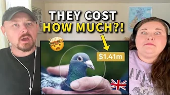 Americans React: Our First Look at Racing Pigeons