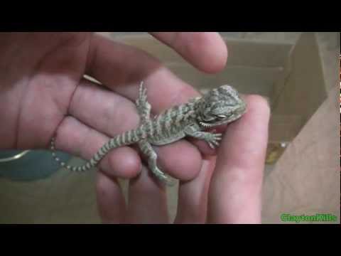 Video: How To Catch A Nimble Lizard, How To Feed It And Where To Settle It