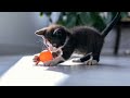 Cute and Funny Kittens # 1