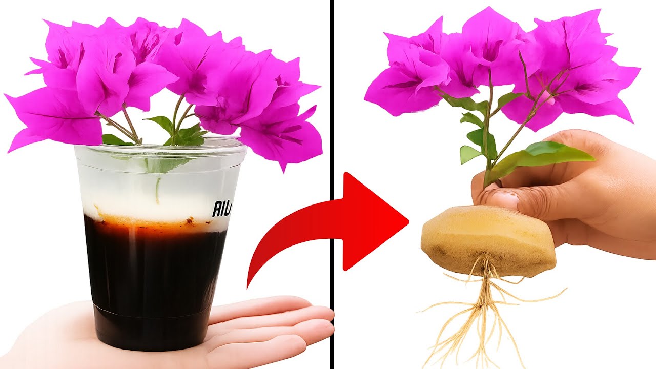 Amazing Bougainvillea Ideas to Brighten Up Your Backyard