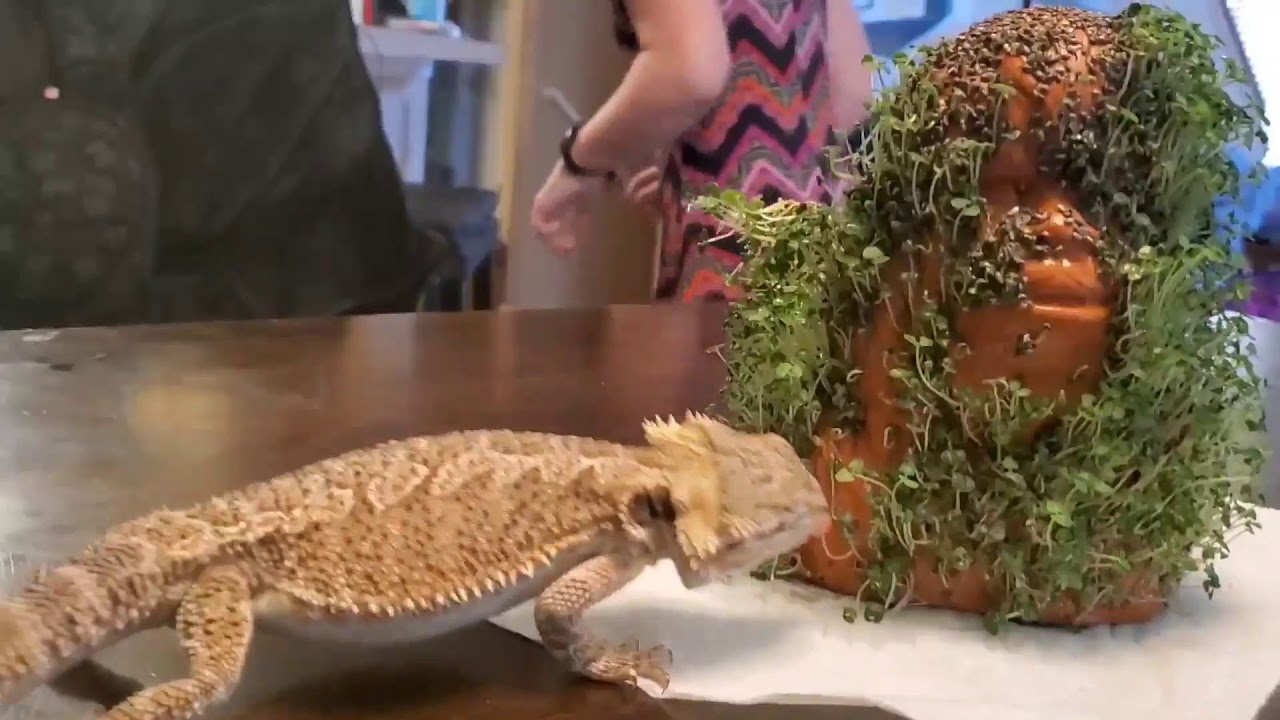 Can Bearded Dragons Eat Chia Sprouts?