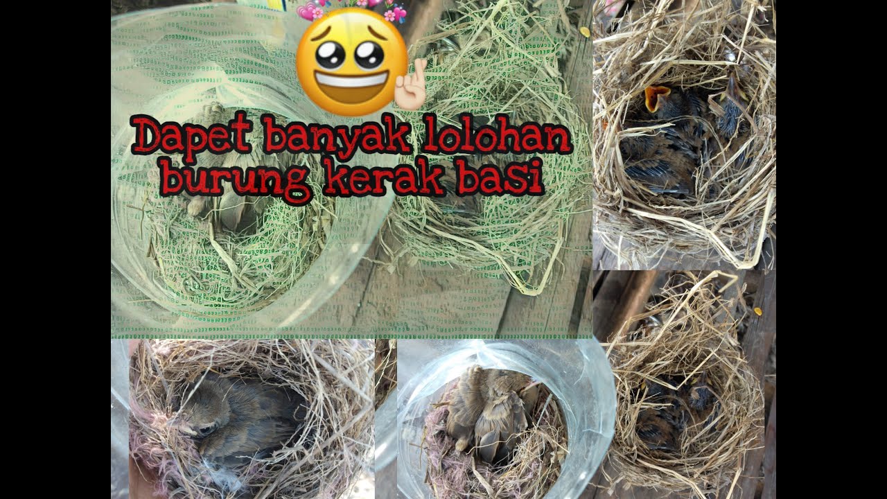 Dapet banyak lolohan burung kerak basi ( CIKRAK ) 😍😍😍🤩🤩🤩 
