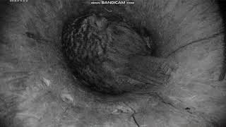 2019 04 07 EST Tawny Owl - Klaara & Klaus have a talk, loud+soft 01:16 screenshot 5