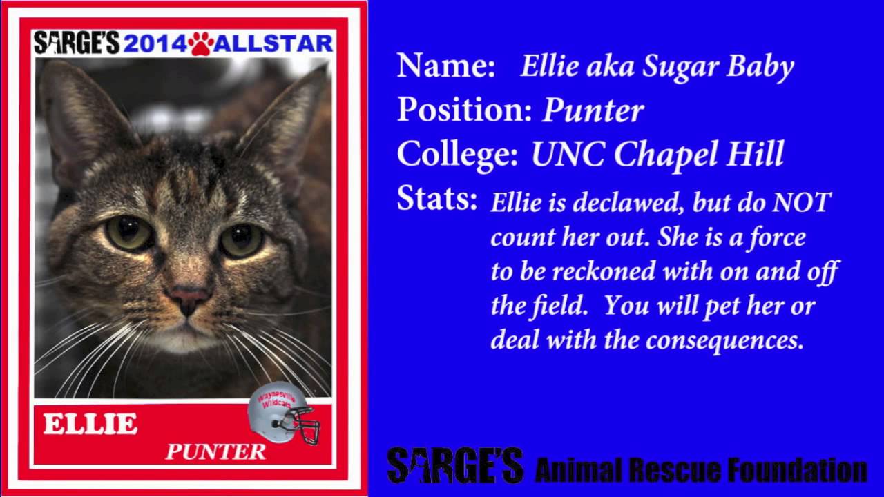 Cat Roster - YouTube