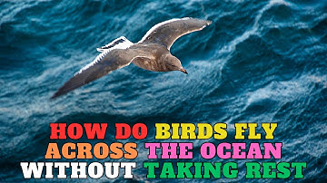 The Art of Migration: How Birds Master Ocean Crossings and Resting Spots