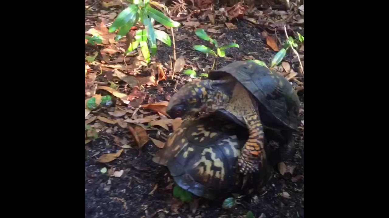 Eastern box turtles mating