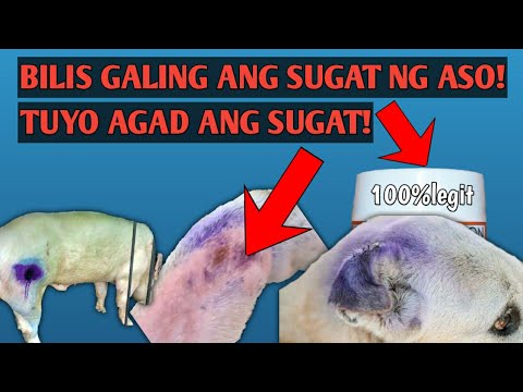 Video: Paano Gamutin Ang Isang Sugat Sa Isang Aso