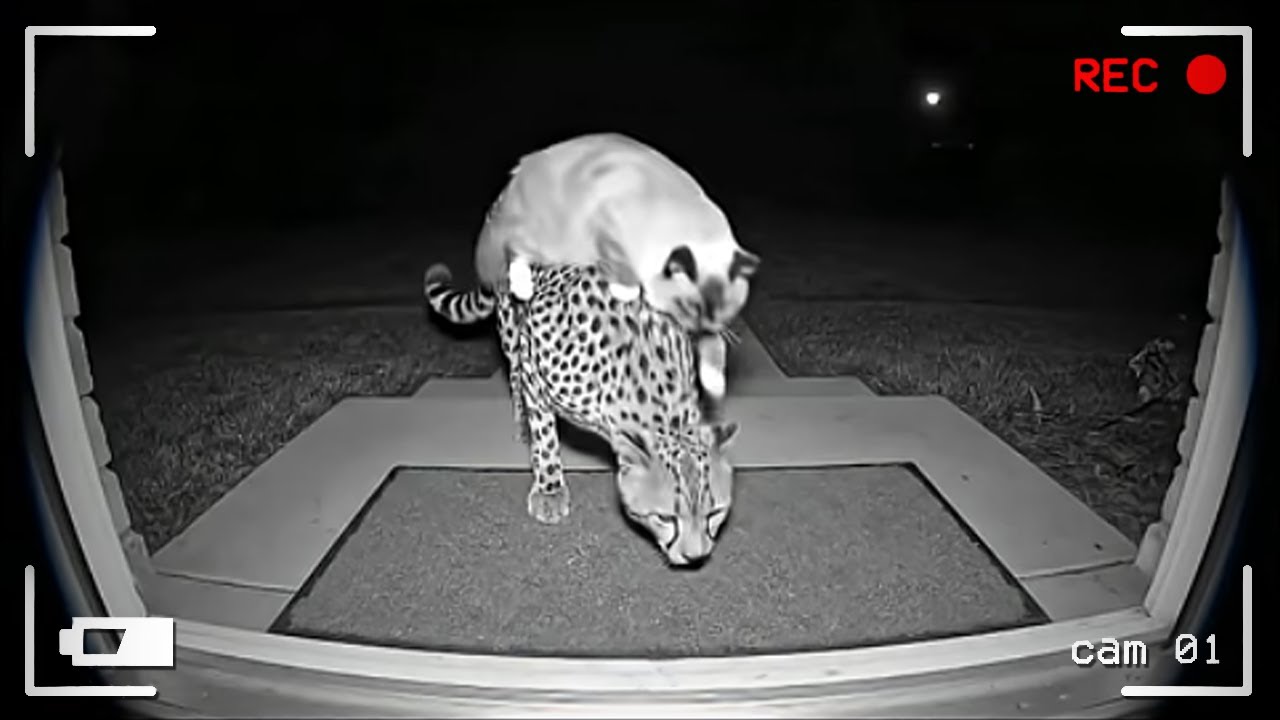 Кошки, которые удивляют всех своей лучшей дружбой с другими животными 🐱❤️🐾