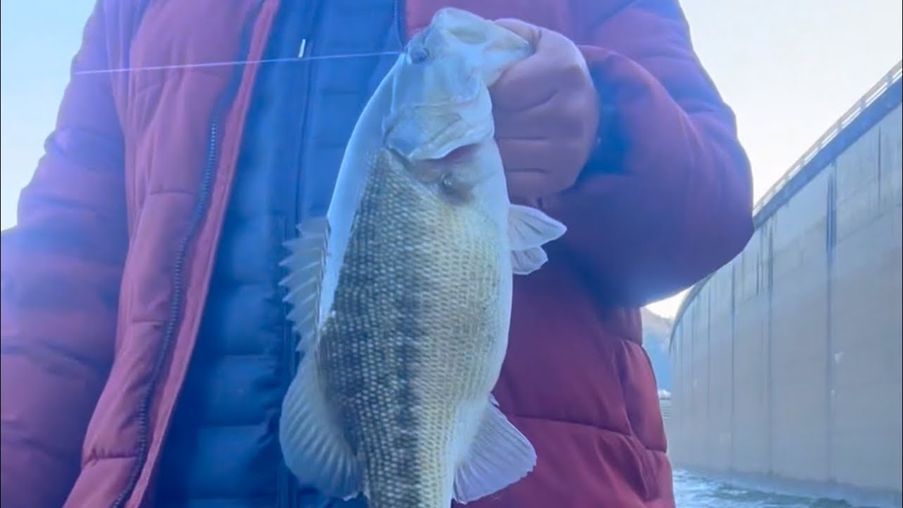 Fishing spotted bass NorCal #fishing #bassfishing @Souban996