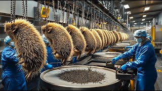 Porcupine Farming Why Porcupine Farming So Profitable - The Most Dangerous Animal Farming & Eating