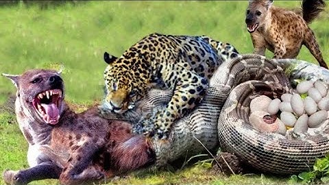hyena was swallowed by a Giant python and luckily it was saved by leopard | jugraafiya tv |lion tv