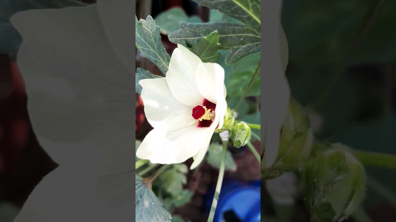 #christian #songs #dailybiblewords #shortsfeed