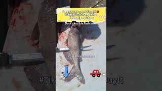 Slice Like A Pro Workpro Cordless Fillet Knife Glides Through Fish Effortlessly.